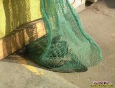 五蛇药酒炮制方法