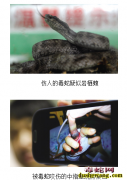 辽宁抓毒蛇养家里  女儿被毒蛇咬伤生...
