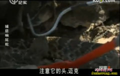 捕猎响尾蛇