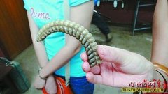 响尾蛇的尾巴