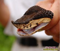 五步蛇头可以泡酒吗？怎么泡？