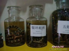 强直性脊柱炎喝五步蛇酒效果怎么样？