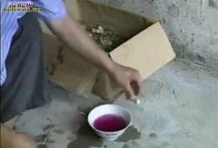 蛇蛋孵化过程中发霉了怎么办？