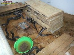 广东哪里有养蛇技术培训机构吗？