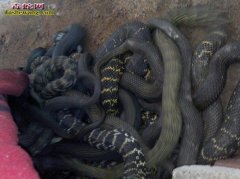 大王蛇养殖成本
