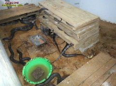 养蛇技术图片
