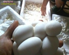 养蛇有风险！外行请慎入！