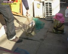 蛇酒怎么泡？炮制蛇酒专用的滋补中药？