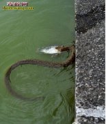 水蛇养殖场