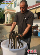 水蛇吃什么