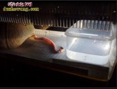 白色赤练蛇