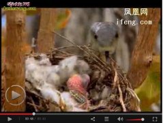 黑曼巴蛇速度