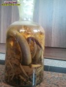 乌梢蛇酒怎么泡 乌梢蛇就功效与作用