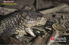 眼镜王蛇对巨蟒