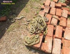 大王蛇、王锦蛇产后拒食不吃食怎么办？