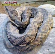 毒蛇守楼梯 吓坏商铺租户