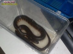 宠物水蛇