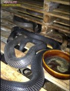 泰万蛇（泰国南部眼镜蛇）图片