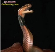 埃及眼镜蛇，埃及眼镜蛇图片