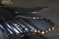 金环蛇视频