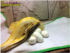 蟒蛇生蛋