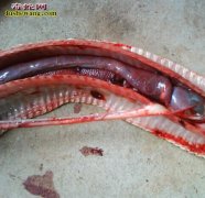 蛇慢性肺炎诊断与治疗误区