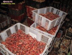 各种人工养蛇品种喜欢吃的食物