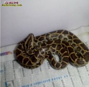 蟒蛇能活多少年？蟒蛇的寿命？