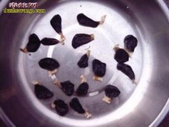 菜花蛇蛇胆
