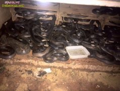 养蛇年赚100万方法！