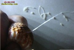 怎么给蛇驱体内、体外寄生虫？