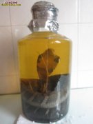 蛇酒可以提高免疫力吗?