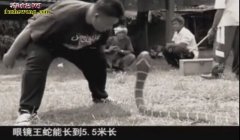 宠物眼镜王蛇