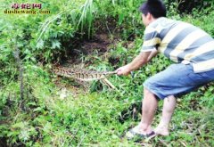 野外捕蛇的几种方法