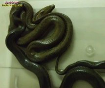 水蛇批发
