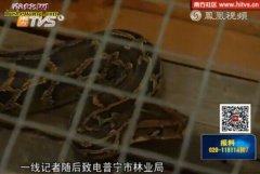 50斤大蟒蛇 对峙200村民两小时