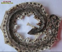 患有糖尿病的人能喝五步蛇酒吗？