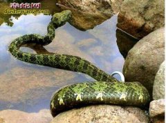 湖南有哪些毒蛇和无毒蛇