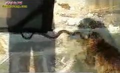 猫蛇斗视频