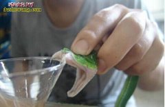 竹叶青蛇的功效与作用