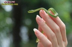 竹叶青蛇有没有毒