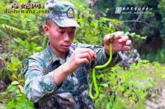 养蛇人野外捕蛇有哪些方法