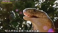 眼镜王蛇的秘密