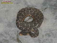 上海有哪些毒蛇和无毒