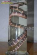 银环蛇销售