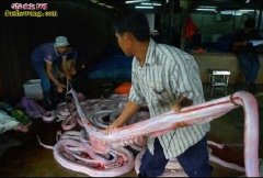 蛇皮的加工制作方法