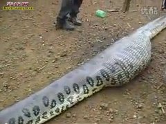 大蟒蛇视频