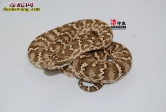 河北有哪些毒蛇和无毒蛇