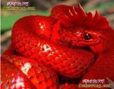 蛇冠子图片 头上长冠子的蛇图片
