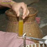 毒蛇取毒需预防蛇毒腺萎缩